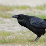 Raven hd