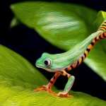Tree Frog PC wallpapers