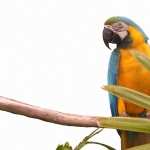 Blue-and-yellow Macaw wallpapers