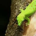 Gecko free download