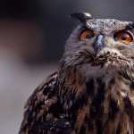 Great Horned Owl desktop