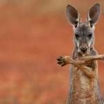 Kangaroo hd