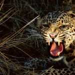 Leopard hd pics