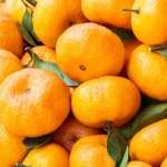 Orange Food free download