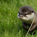 Otter wallpapers for android