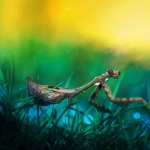 Praying Mantis pics