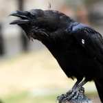 Raven download