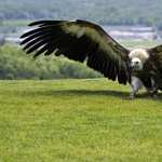 Vulture hd photos