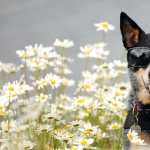 Australian Cattle Dog wallpapers for android