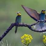 Bee-Eaters new wallpapers