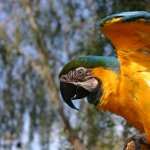 Blue-and-yellow Macaw new wallpapers