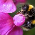 Bumblebee hd pics