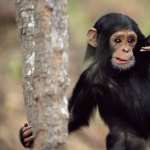 Chimpanzee photos