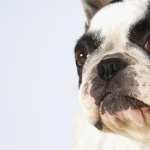 French Bulldog new wallpapers
