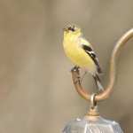 Goldfinch pic