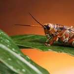Grasshopper images