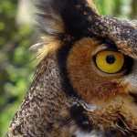 Great Horned Owl widescreen