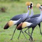 Grey Crowned Crane high definition photo