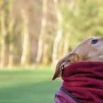 Greyhound high quality wallpapers