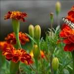 Insects high definition wallpapers