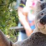 Koala new photos