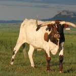 Longhorn Cattle image