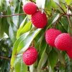 Lychee pic
