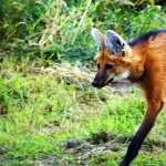Maned Wolf pic