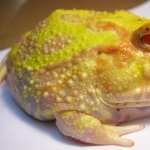 Pac-man Frog desktop