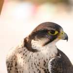Peregrine Falcon new wallpapers