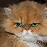 Persian Cat pic