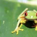 Red Eyed Tree Frog 2017