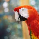 Scarlet Macaw hd pics