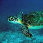 Sea Turtle new wallpapers
