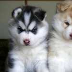 Siberian Husky wallpapers for android