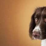 Spaniel wallpapers for iphone