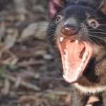 Tasmanian Devil high definition photo