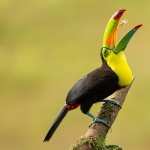 Toucans free download