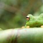 Tree Frog wallpapers for desktop
