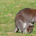 Wallaby free wallpapers