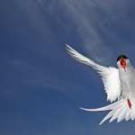 Arctic Tern desktop wallpaper