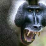 Baboon images