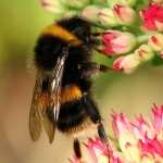Bumblebee pics