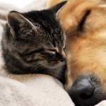 Cat and Dog hd
