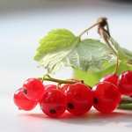 Currant wallpapers hd