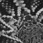 Eastern Diamondback Rattlesnake desktop