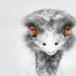 Emu pics