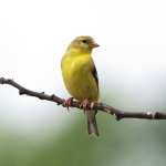 Goldfinch PC wallpapers