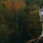 Gray Wolf wallpapers for desktop