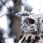 Great Horned Owl free wallpapers